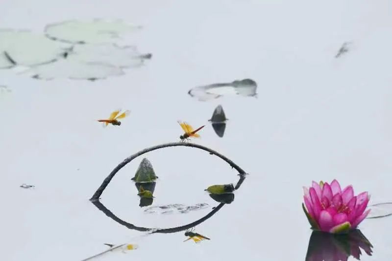 圖片